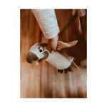 Mrs.ERTHA kalbanti papūgėlė Pierre